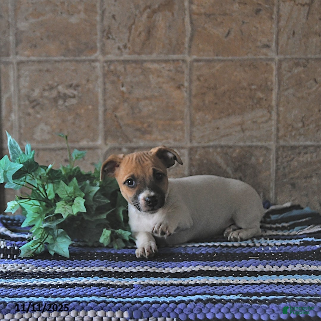 Jack Russell Terrier dogs for sale: Aurora - Ad 2