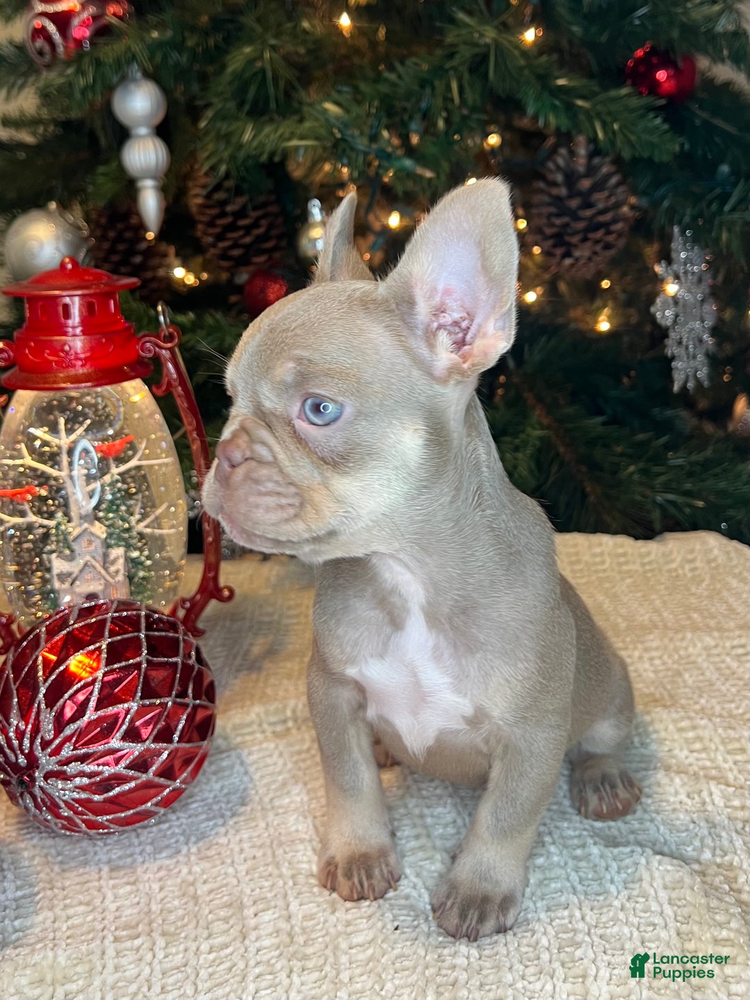 French Bulldog dogs for sale: Reese’s Akc - Ad 18