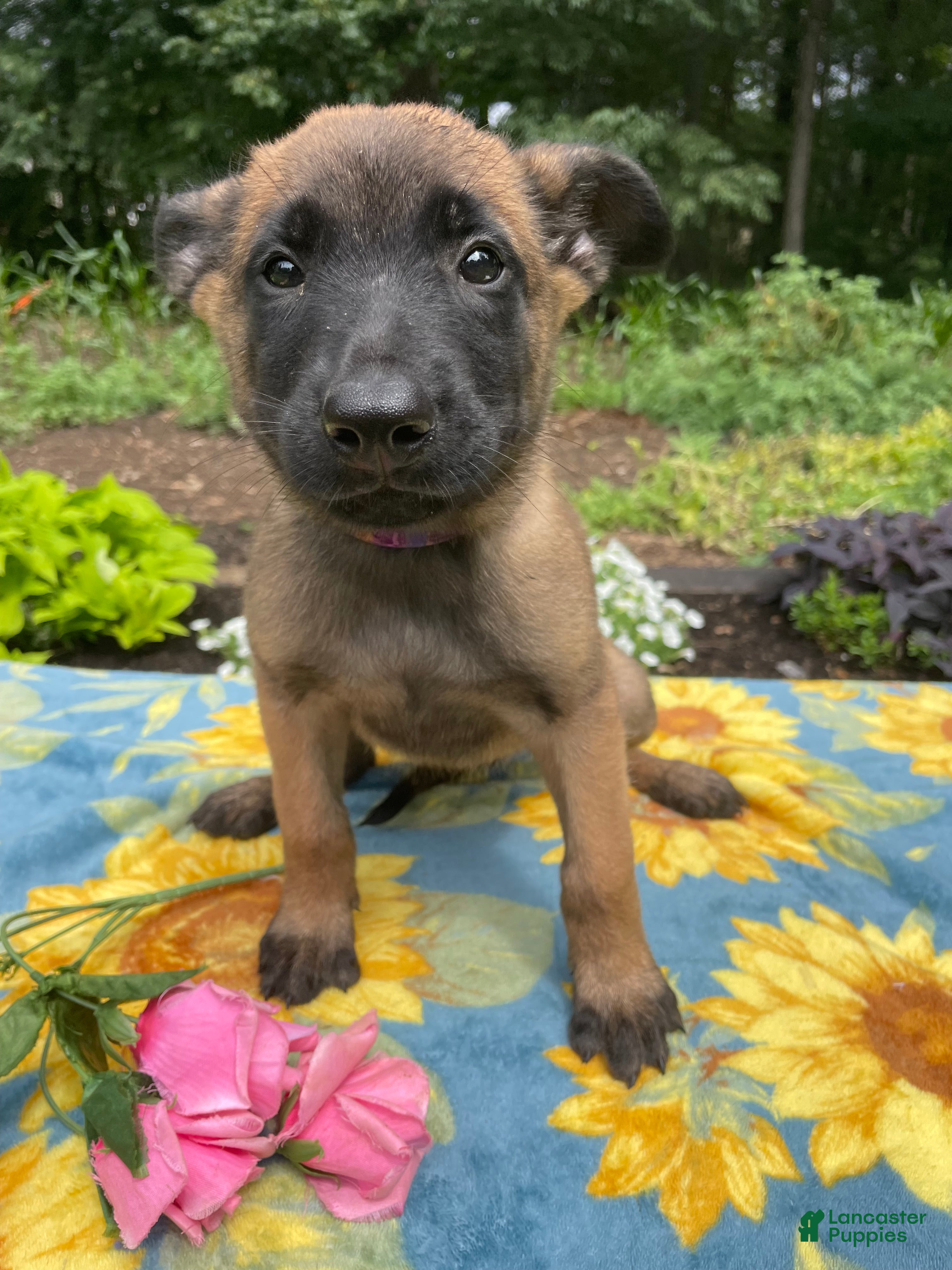 Belgian Malinois dogs Lottie - Ad 1