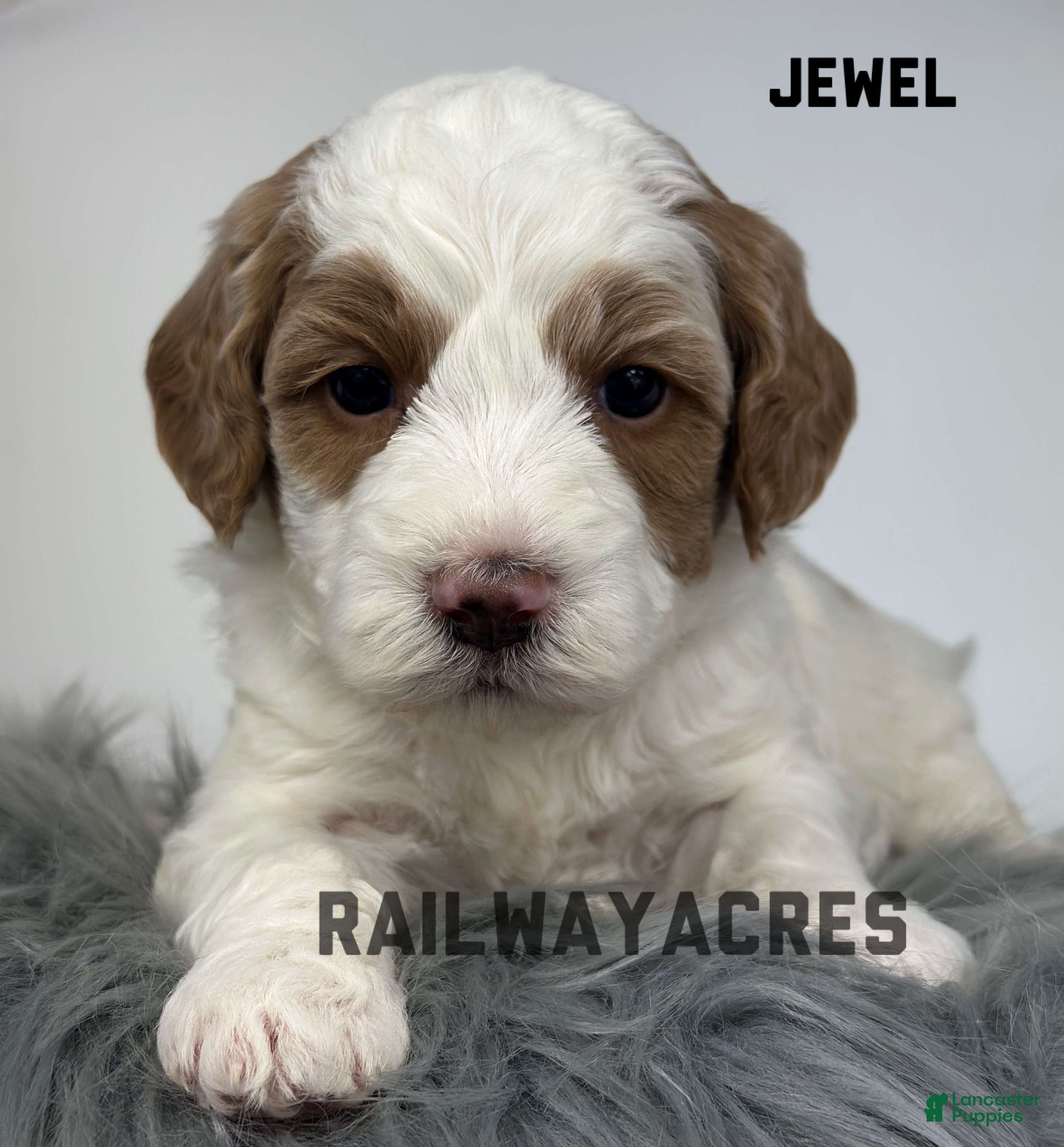 Goldendoodle dogs Jewel-F1b Mini - Ad 37
