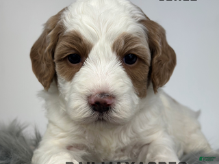 Goldendoodle dogs Jewel-F1b Mini - Ad 37