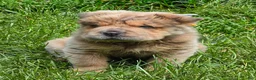 Shar Pei dogs for sale: Roman - Ad 39