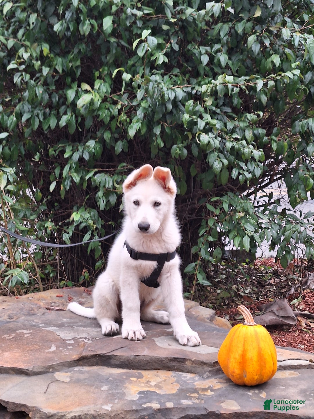 German Shepherd dogs for sale: JORDAN  - Ad 3