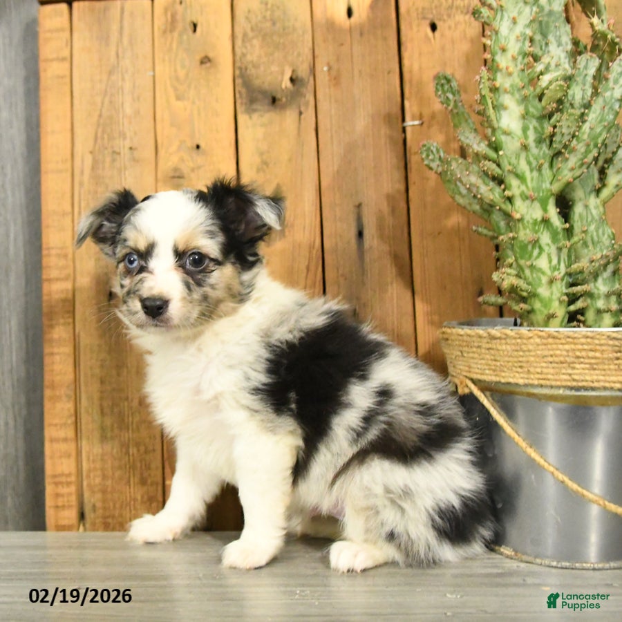 Miniature Australian Shepherd dogs Roger - Ad 1