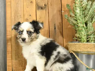 Miniature Australian Shepherd dogs for sale: Roger - Ad 2