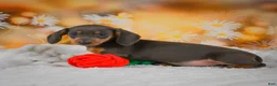 Miniature Dachshund dogs for sale: Dory - Ad 5