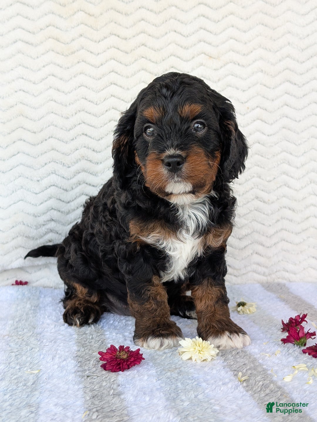 Cavapoo dogs for sale: Abby - Ad 16