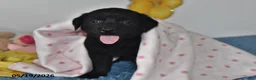 Labrador Retriever dogs for sale: Mindy - Ad 2