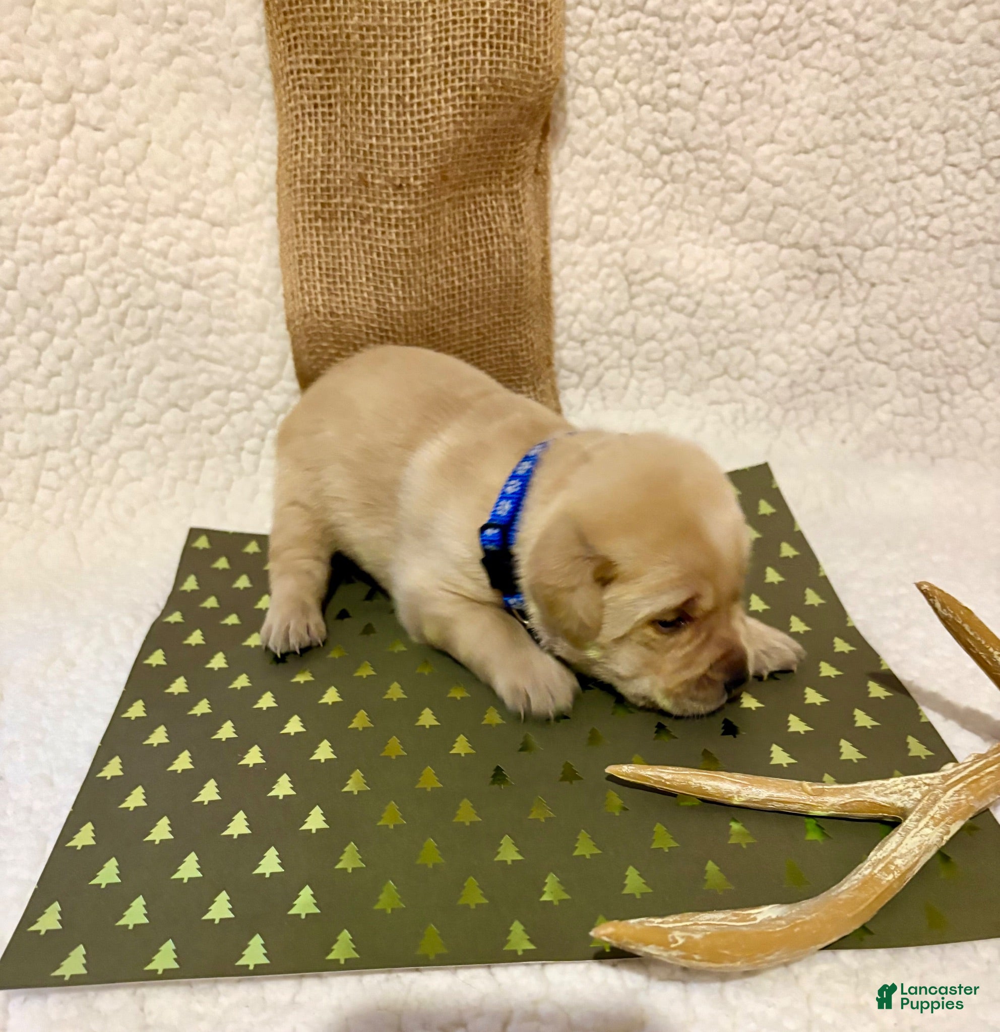 Labrador Retriever dogs Labrador Retriever Clifford blue collar  - Ad 1