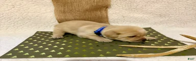 Labrador Retriever Clifford blue collar 