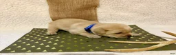 Labrador Retriever dogs for sale: Labrador Retriever Clifford blue collar  - Ad 1