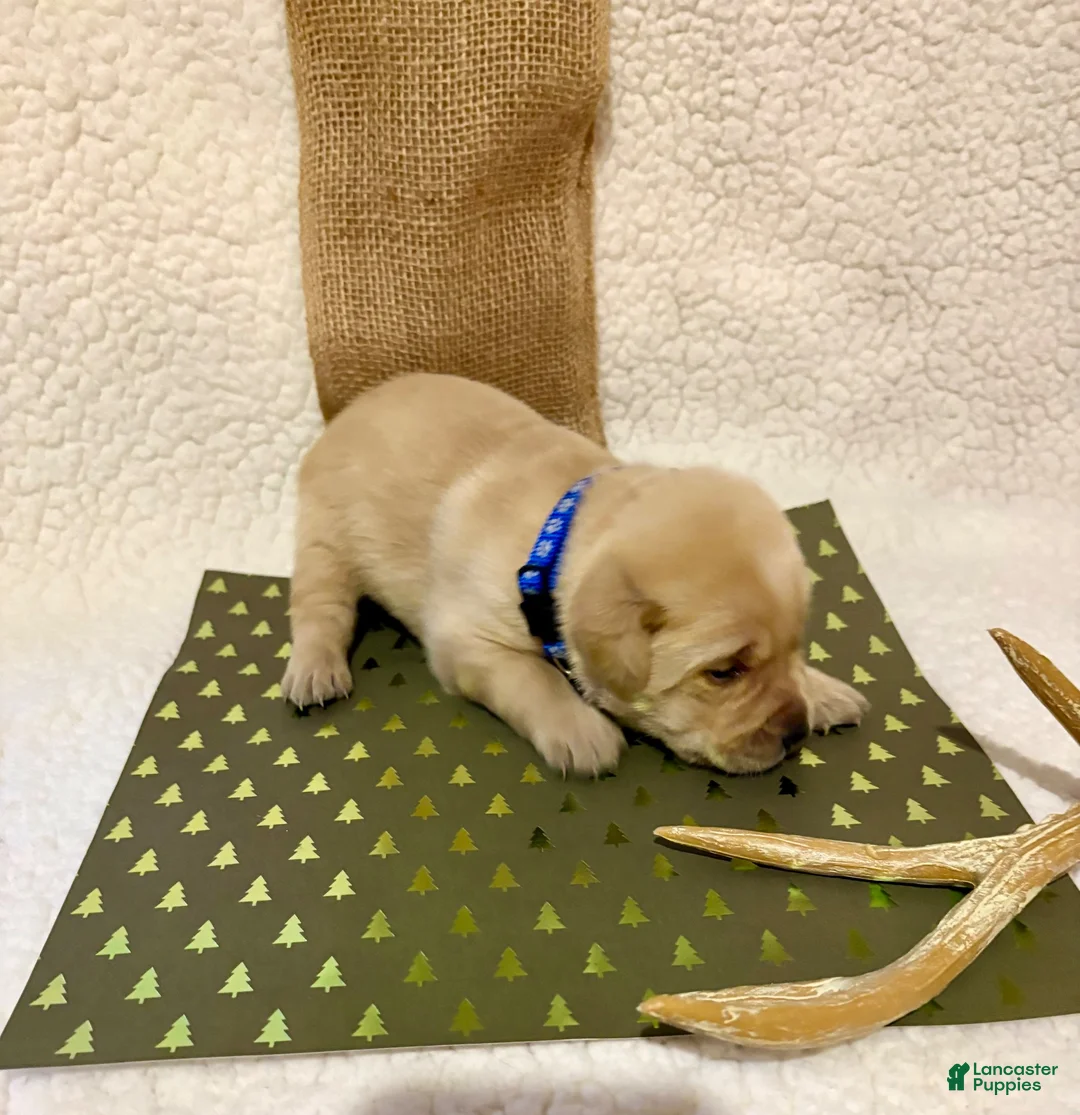 Labrador Retriever dogs for sale: Labrador Retriever Clifford blue collar  - Ad 1