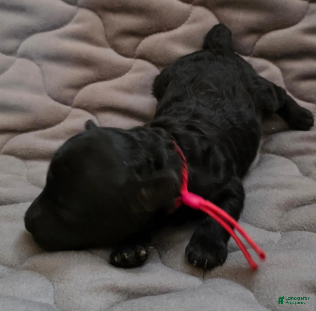 Toy Poodle dogs for sale: Ezra - Ad 3