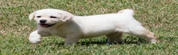 Labrador Retriever dogs for sale: Keira - Ad 6
