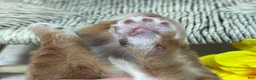 Miniature Dachshund dogs for sale: SILKY  Red/cream girl - Ad 2