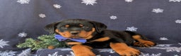 Rottweiler dogs for sale: Atkinson - Ad 6