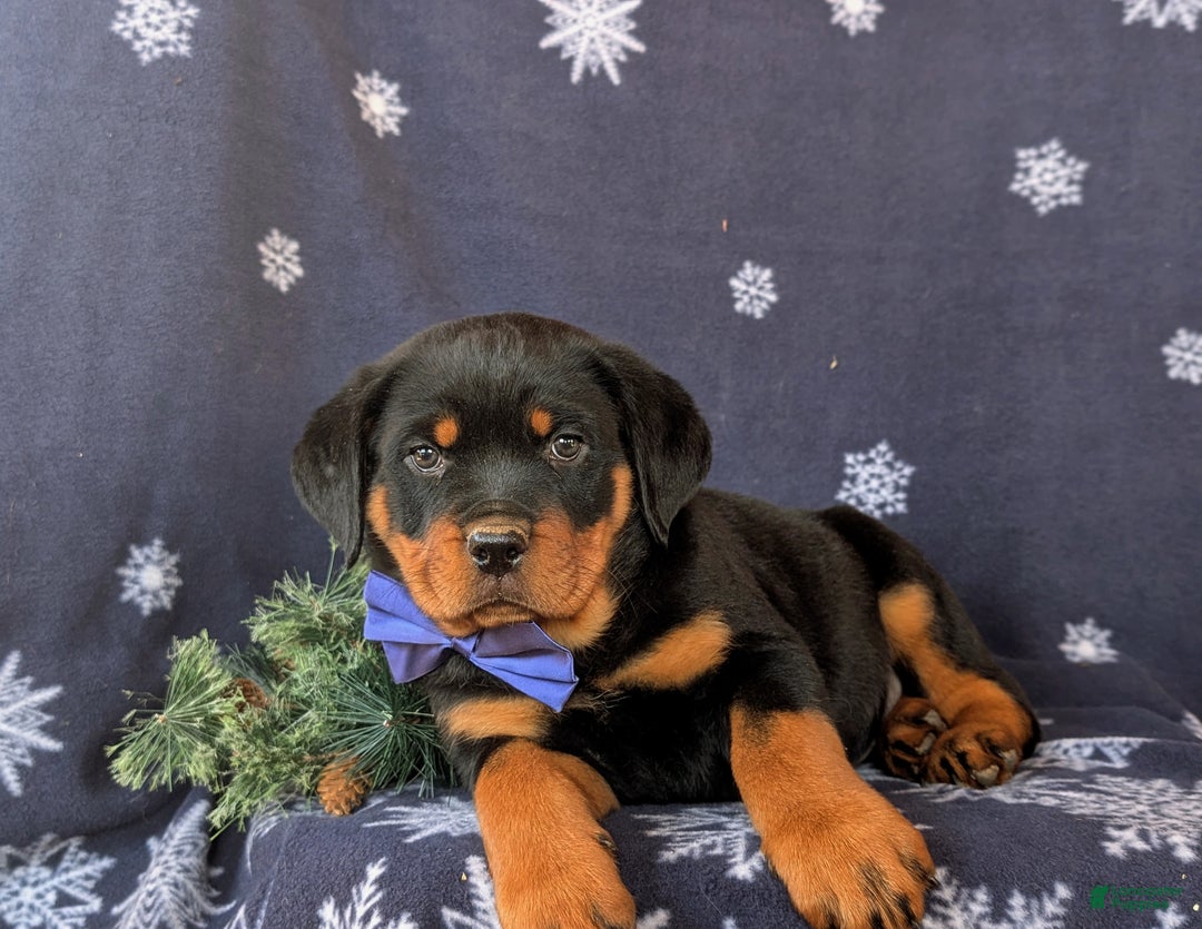 Rottweiler dogs for sale: Atkinson - Ad 6