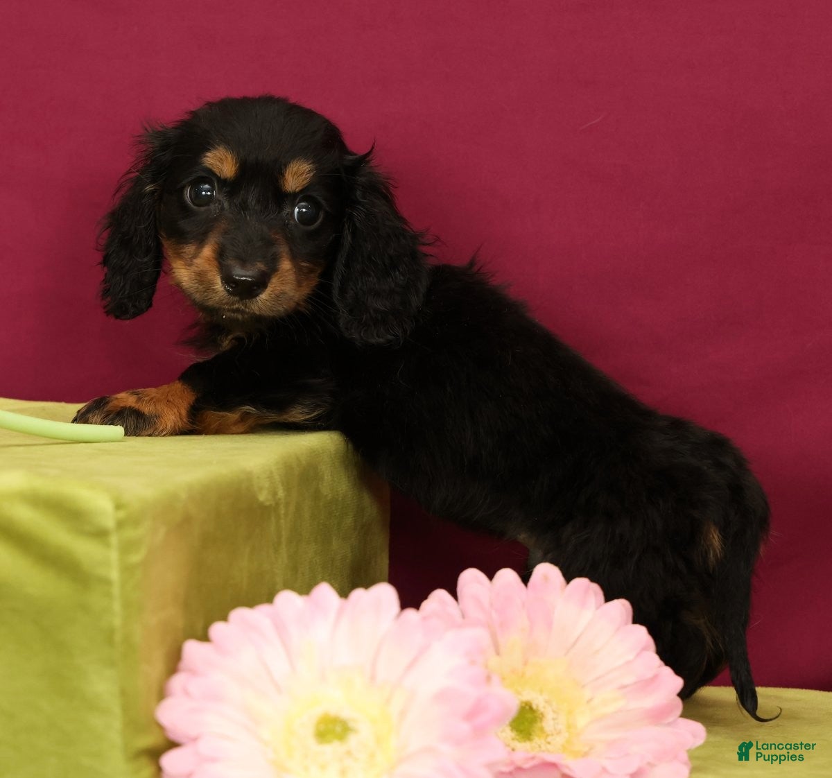 Miniature Dachshund dogs Skittles - Ad 1