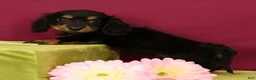 Miniature Dachshund dogs for sale: Skittles - Ad 1