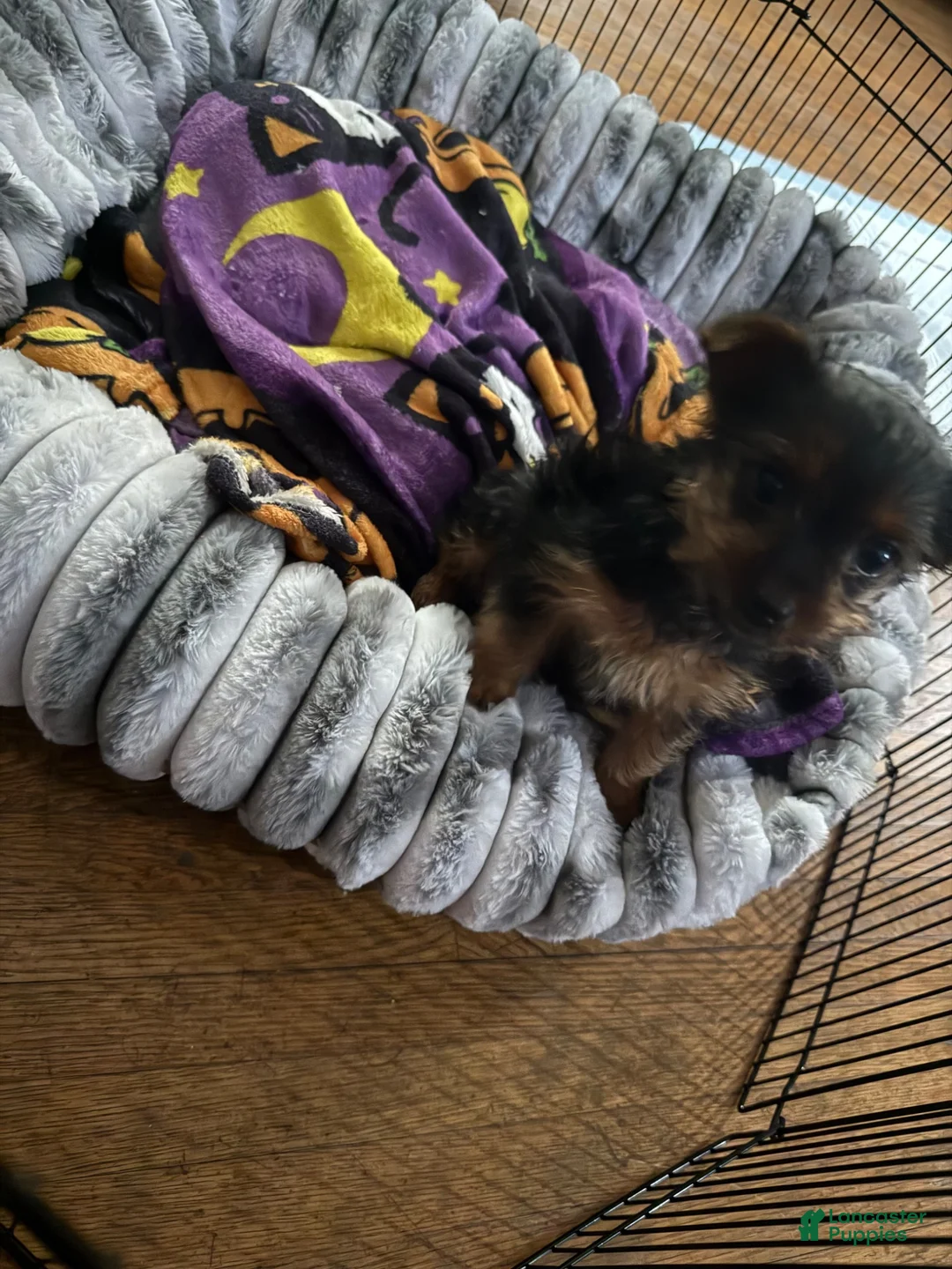 Yorkshire Terrier dogs for sale: Yorkshire Terrier 1 - Ad 2