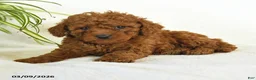 Miniature Poodle dogs for sale: Lou - Ad 3