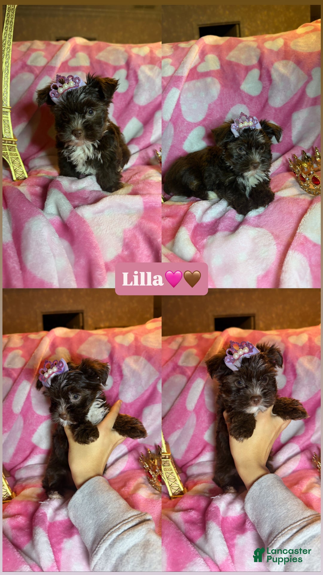 Yorkshire Terrier dogs for sale: Yorkshire Terrier Puppy 4 - Ad 1