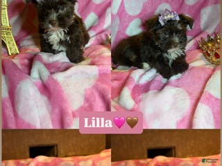 Yorkshire Terrier dogs Yorkshire Terrier Puppy 4 - Ad 29