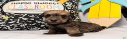 Mixed Breed dogs for sale: Binkles  - Ad 8