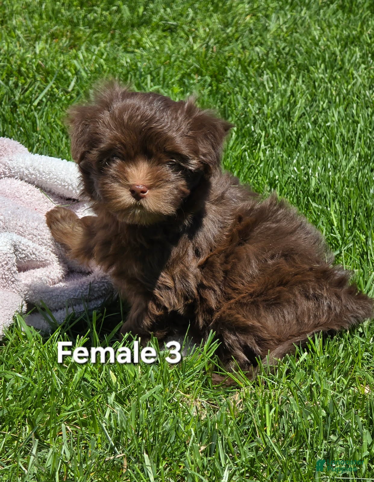 Havanese dogs Havanese Puppy 3 - Ad 21