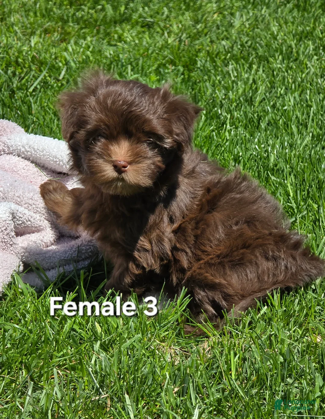 Havanese dogs for sale: Havanese Puppy 3 - Ad 1