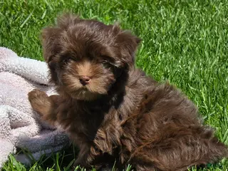 Havanese dogs Havanese Puppy 3 - Ad 21
