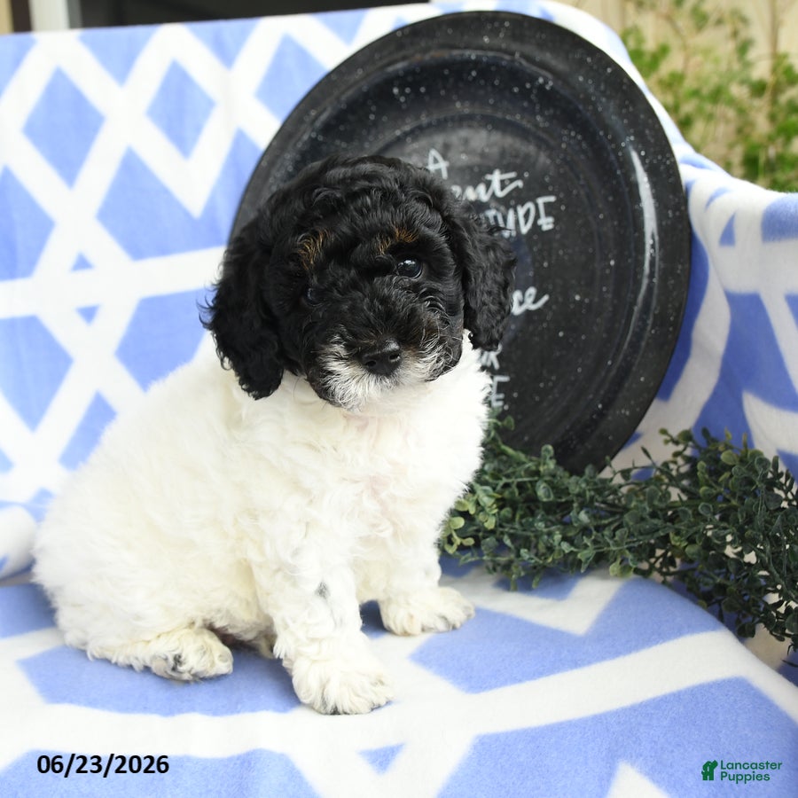 Toy Poodle dogs Nestle - Ad 1