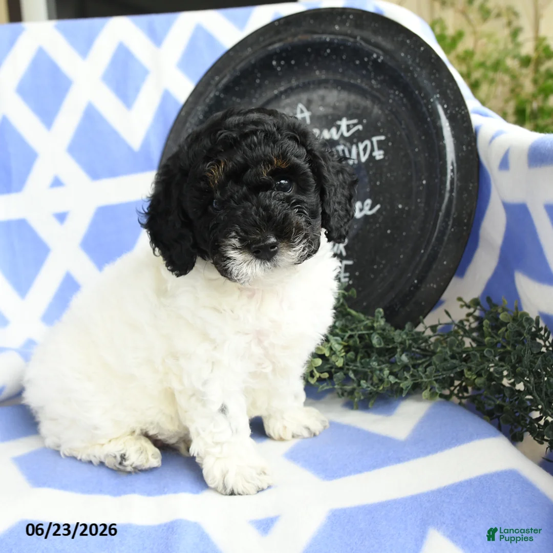 Toy Poodle dogs for sale: Nestle - Ad 1