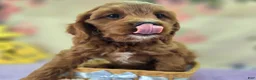 Cavapoo dogs for sale: Iceberg - Ad 33