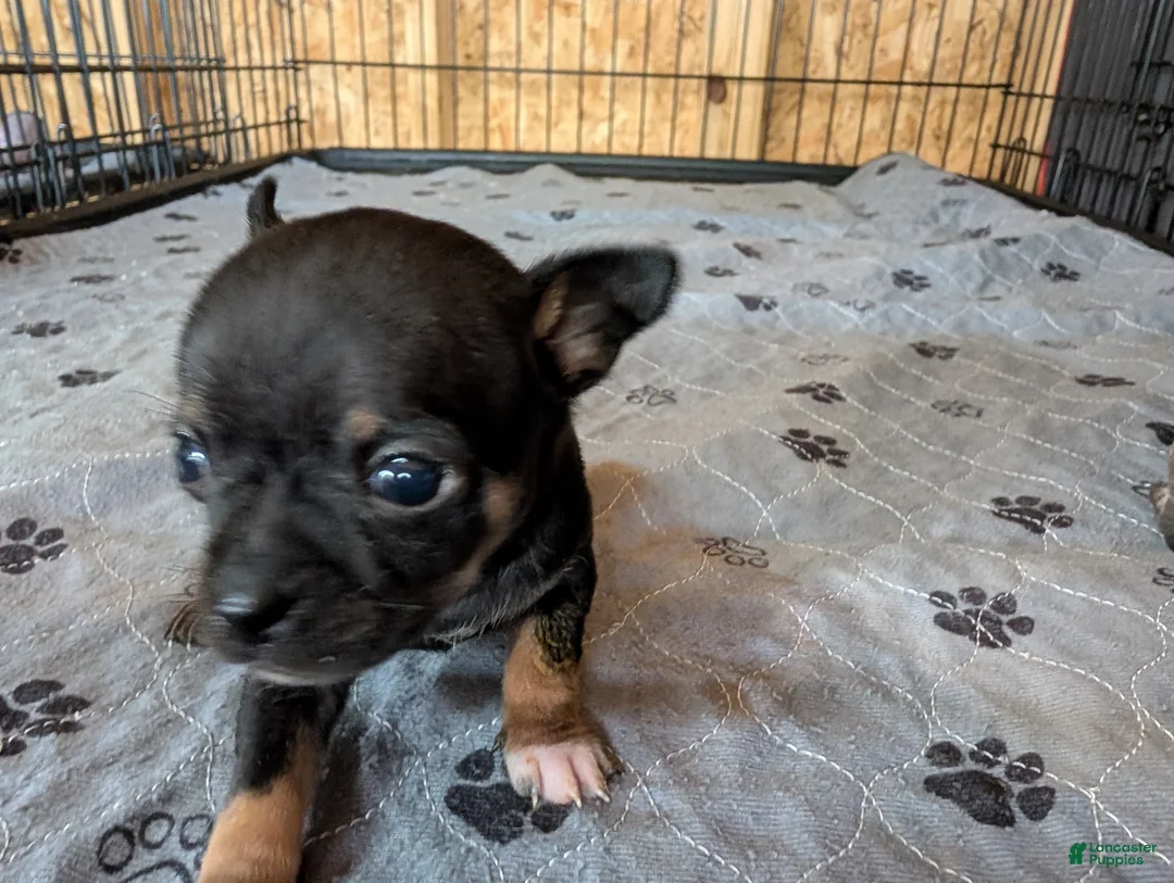 Chihuahua dogs for sale: Yanis - Ad 1