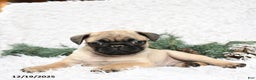 Pug dogs for sale: Pico - Ad 2