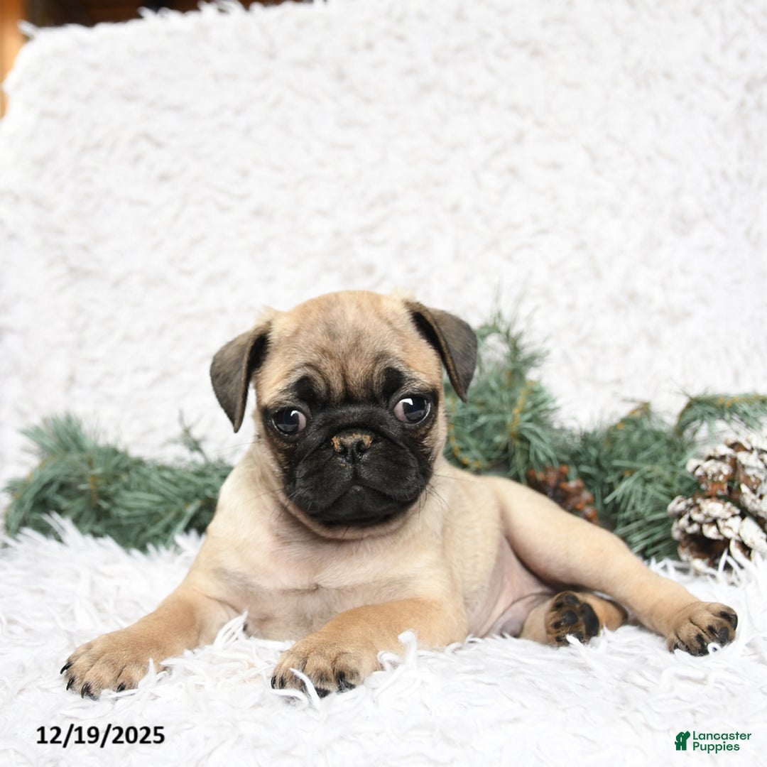 Pug dogs for sale: Pico - Ad 2