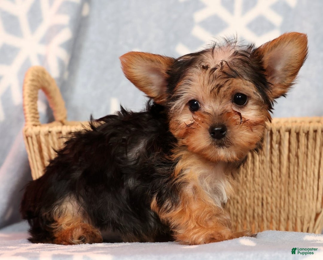 Yorkshire Terrier dogs for sale: Molly - Ad 2