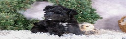Mini Aussiedoodle dogs for sale: Kit Kat - Ad 15