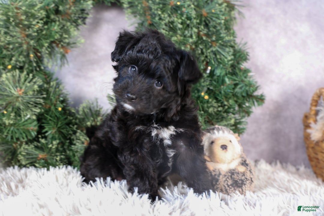 Mini Aussiedoodle dogs for sale: Kit Kat - Ad 15