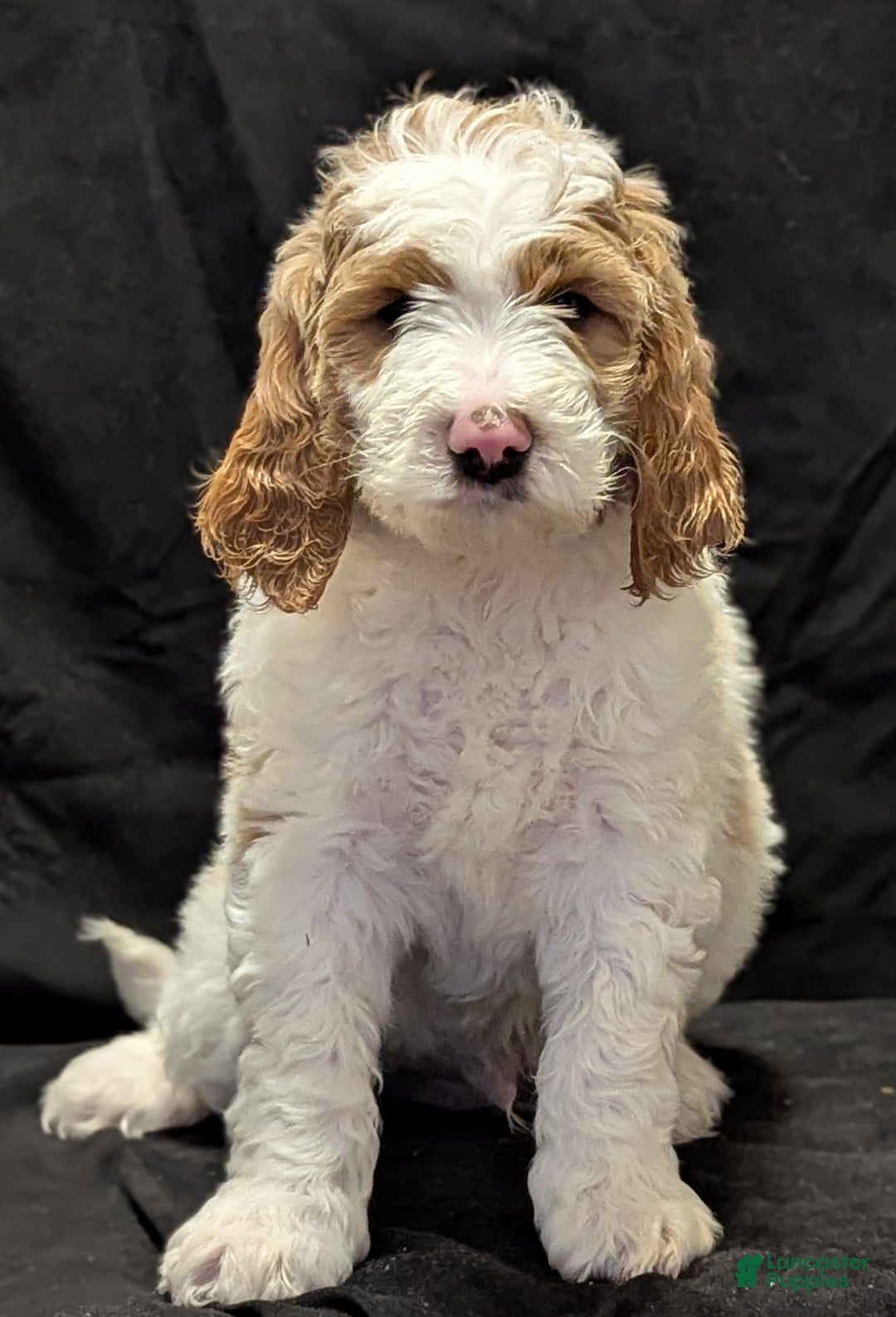 Goldendoodle dogs for sale: Charlie  - Ad 4