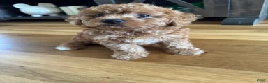 Mixed Breed 3