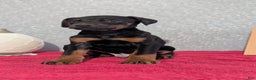 Doberman Pinscher dogs for sale: Lando - Ad 7