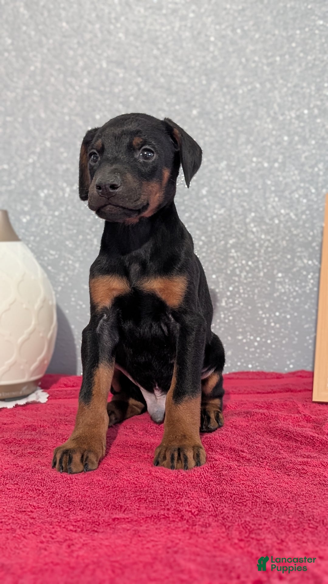 Doberman Pinscher dogs for sale: Lando - Ad 7