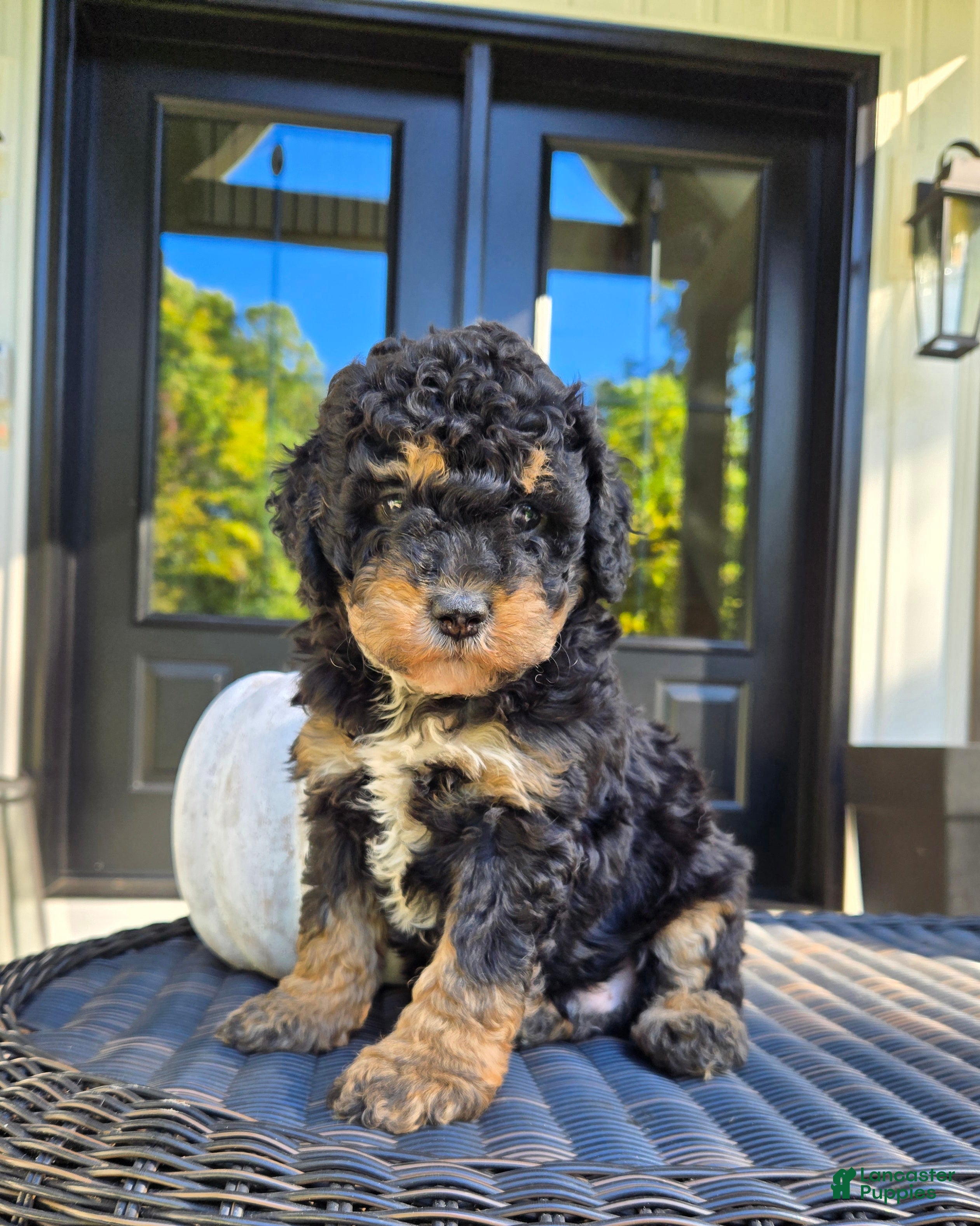 Mini Goldendoodle dogs Russell - Ad 1