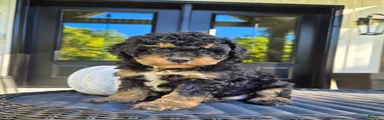 Russell