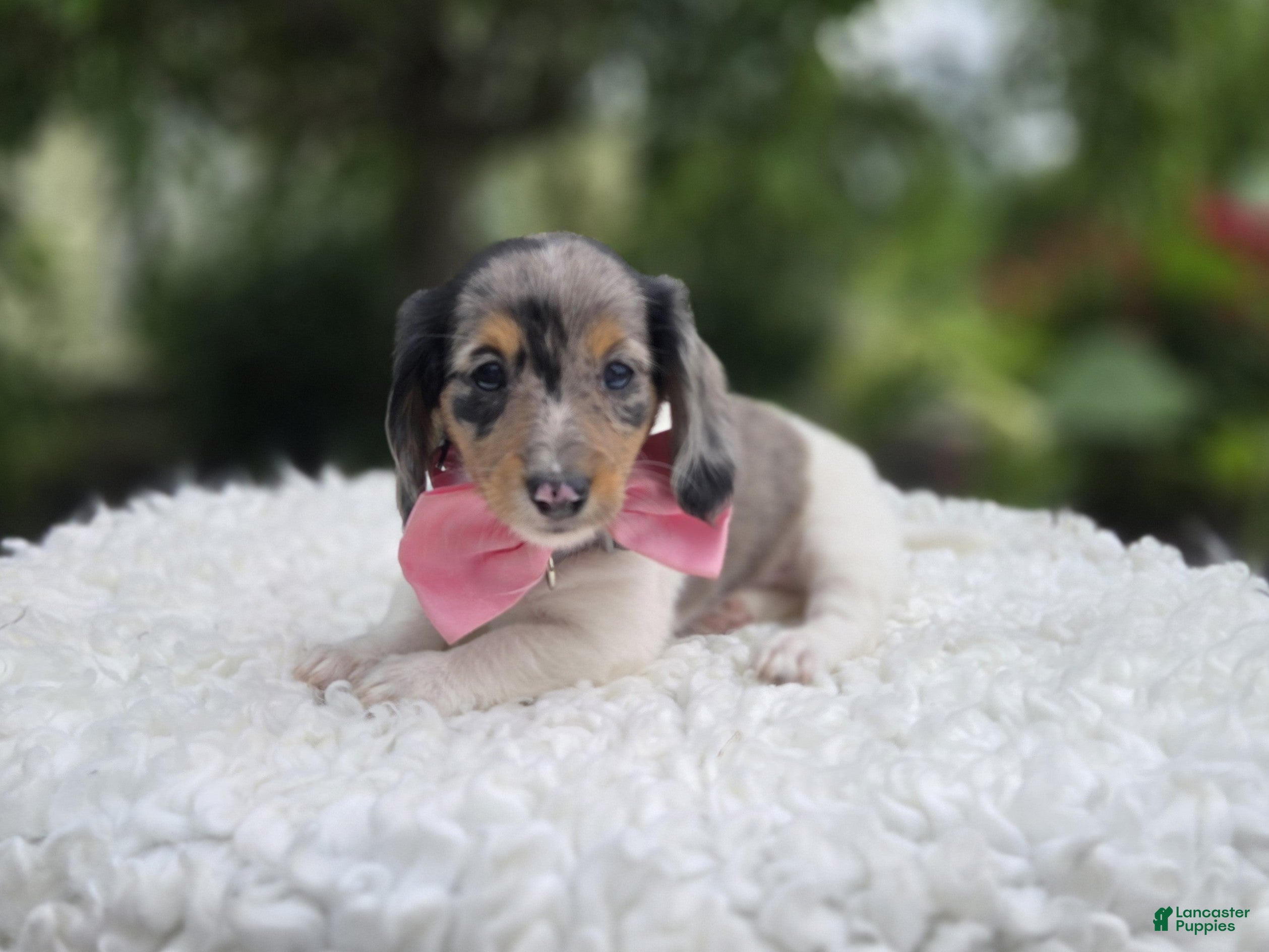 Miniature Dachshund dogs Faith - Ad 2