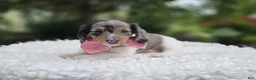 Miniature Dachshund dogs for sale: Faith - Ad 2
