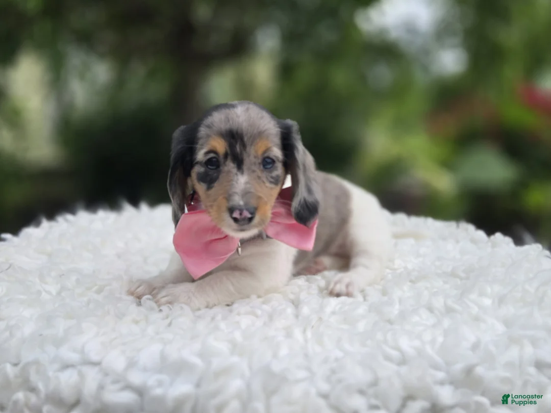 Miniature Dachshund dogs for sale: Faith - Ad 2