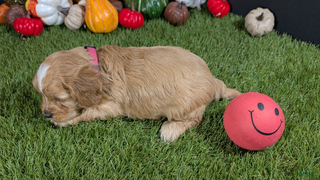 Cavapoo dogs for sale: Cavapoo Puppy 3 - Ad 4